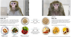 Unhealthy monkey.jpg